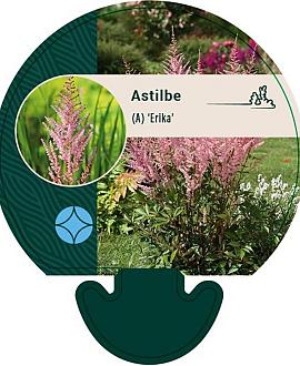 Astilbe (A) 'Erika' Pot 9 cm