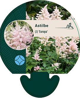 Astilbe (J) 'Europa' Pot 9 cm