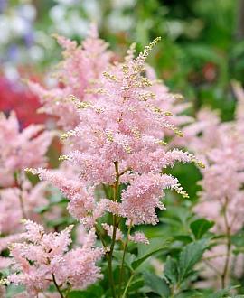 Astilbe (J) 'Europa' Pot 9 cm