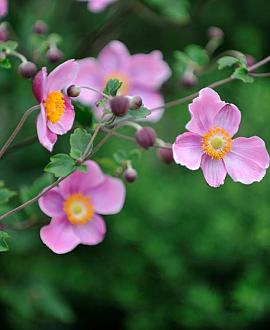 Anemone hyb. 'Richard Ahrens' Pot 9 cm