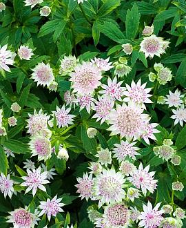 Astrantia major Pot 9 cm