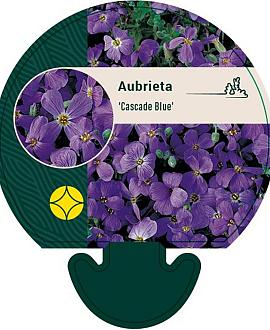 Aubrieta 'Cascade Blue' Pot 9 cm