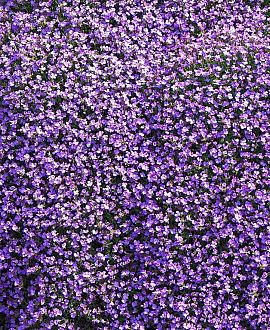 Aubrieta 'Cascade Blue' Pot 9 cm