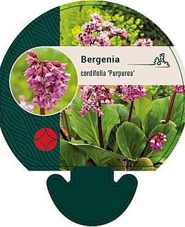 Bergenia cordifolia 'Purpurea' Pot 9 cm