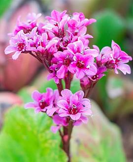 Bergenia cordifolia 'Purpurea' Pot 9 cm