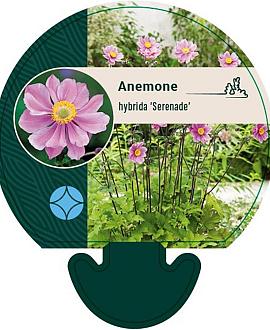 Anemone hyb. 'Serenade' Pot 9 cm