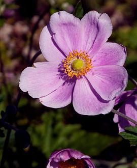 Anemone hyb. 'Serenade' Pot 9 cm