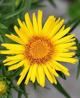 Buphthalmum salicifolium Pot 9 cm