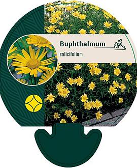 Buphthalmum salicifolium Pot 9 cm