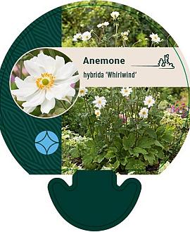 Anemone hyb. 'Whirlwind' Pot 9 cm