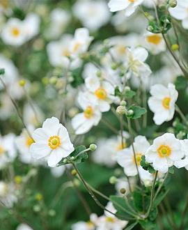 Anemone hyb. 'Whirlwind' Pot 9 cm