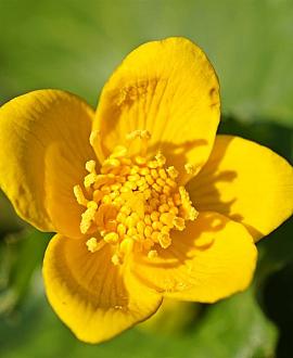Caltha palustris Pot 9 cm