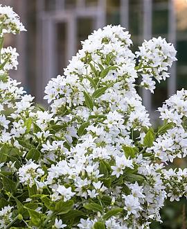 Campanula lact. 'White Pouffe' Pot 9 cm