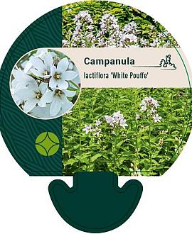 Campanula lact. 'White Pouffe' Pot 9 cm