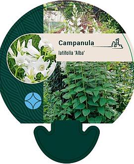 Campanula latifolia 'Alba' Pot 9 cm