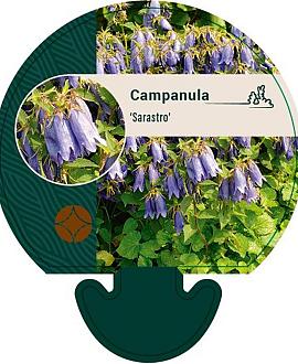 Campanula 'Sarastro' Pot 9 cm