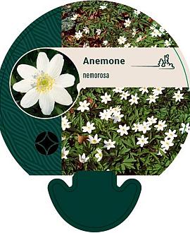Anemone nemorosa Pot 9 cm