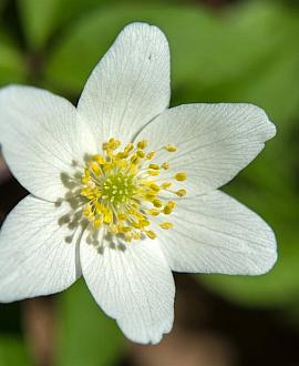 Anemone nemorosa Pot 9 cm
