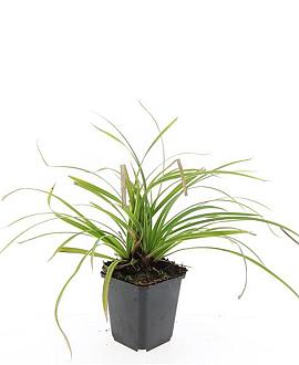Carex morrowii 'Ice Dance' Pot 9 cm