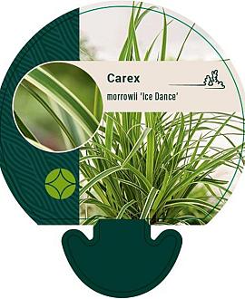 Carex morrowii 'Ice Dance' Pot 9 cm