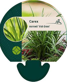 Carex morrowii 'Irish Green' Pot 9 cm