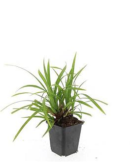 Carex morrowii 'Irish Green' Pot 9 cm