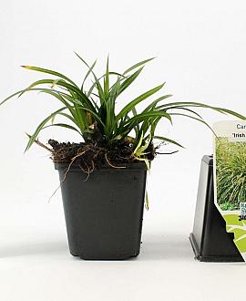 Carex morrowii 'Irish Green' Pot 9 cm