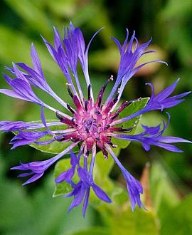 Centaurea montana 'Coerulea' Pot 9 cm