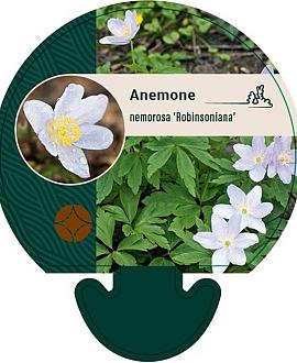 Anemone nem. 'Robinsoniana' Pot 9 cm