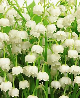 Convallaria majalis Pot 9 cm
