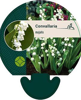 Convallaria majalis Pot 9 cm