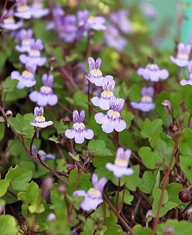 Cymbalaria muralis Pot 9 cm