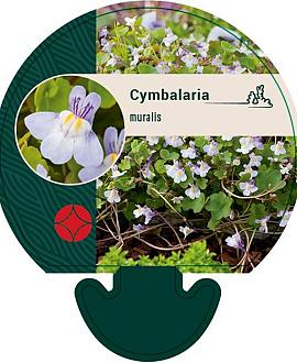 Cymbalaria muralis Pot 9 cm