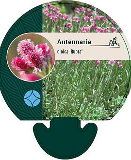Antennaria dioica 'Rubra' Pot 9 cm