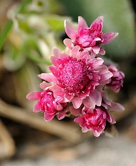 Antennaria dioica 'Rubra' Pot 9 cm