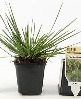 Deschampsia cesp. 'Goldschleier' Pot 9 cm