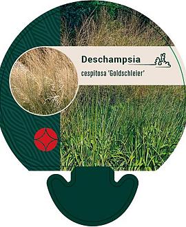 Deschampsia cesp. 'Goldschleier' Pot 9 cm