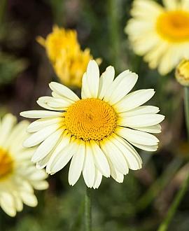 Anthemis hyb. 'E.C. Buxton' Pot 9 cm
