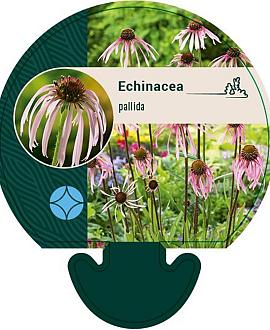Echinacea pallida Pot 9 cm