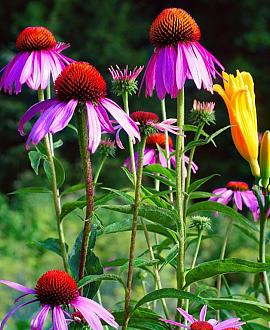 Echinacea pallida Pot 9 cm