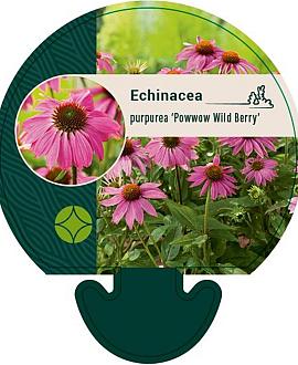 Echinacea p. Powwow Wild Berry Pot 9 cm