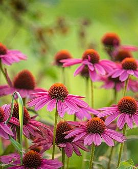 Echinacea p. 'Rubinstern' Pot 9 cm