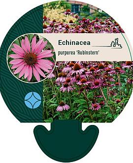 Echinacea p. 'Rubinstern' Pot 9 cm