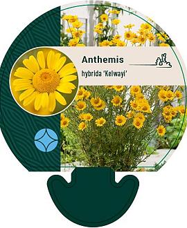 Anthemis hyb. 'Kelwayi' Pot 9 cm