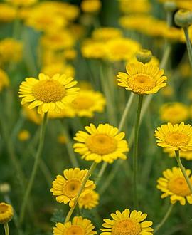 Anthemis hyb. 'Kelwayi' Pot 9 cm
