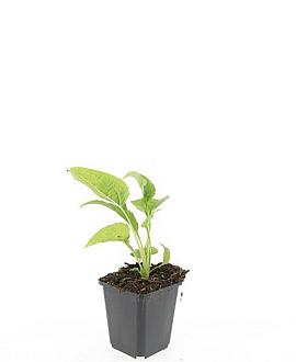 Echinacea p. 'White Swan' Pot 9 cm