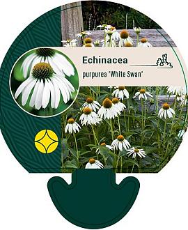 Echinacea p. 'White Swan' Pot 9 cm