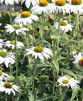 Echinacea p. 'White Swan' Pot 9 cm