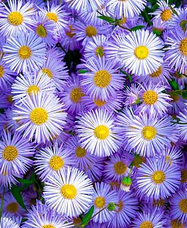 Erigeron 'Azure Beauty' Pot 9 cm