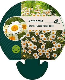 Anthemis hyb. 'Sauce Hollandaise' Pot 9 cm